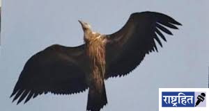 वर्ध्यात पहिल्यांदाच हिमालयीन गिधाड; बोर प्रकल्पाच्या जैववैविध्यावर शिक्कामोर्तब