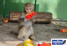 उन्हाळ्यात मुक्या जीवांसाठी ‘फलाआहार’ उपक्रम ; करुणाश्रमची संवेदनशील पुढाकार