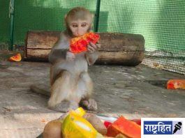 उन्हाळ्यात मुक्या जीवांसाठी ‘फलाआहार’ उपक्रम ; करुणाश्रमची संवेदनशील पुढाकार