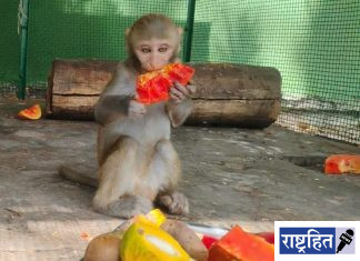 उन्हाळ्यात मुक्या जीवांसाठी ‘फलाआहार’ उपक्रम ; करुणाश्रमची संवेदनशील पुढाकार