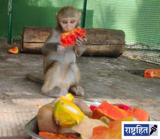 उन्हाळ्यात मुक्या जीवांसाठी ‘फलाआहार’ उपक्रम ; करुणाश्रमची संवेदनशील पुढाकार