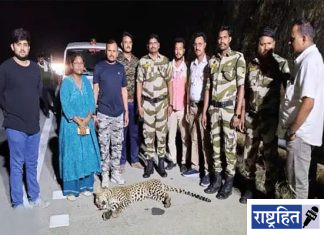 अज्ञात वाहनाच्या धडकेत बिबट्याचा मृत्यू ; समृद्धी महामार्गावर घटना