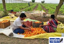 उन्हाच्या तडाख्याने टोमॅटो पिकाला फटका ; पवनार-सुरगाव परिसरातील शेतकरी चिंतेत