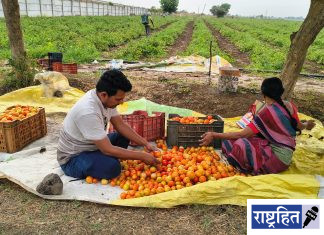 उन्हाच्या तडाख्याने टोमॅटो पिकाला फटका ; पवनार-सुरगाव परिसरातील शेतकरी चिंतेत