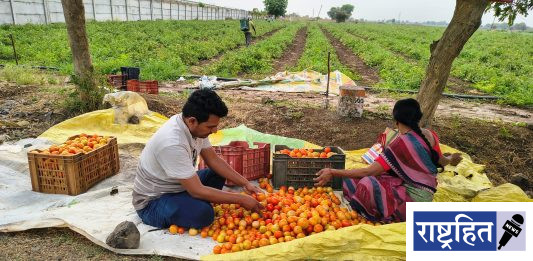उन्हाच्या तडाख्याने टोमॅटो पिकाला फटका ; पवनार-सुरगाव परिसरातील शेतकरी चिंतेत