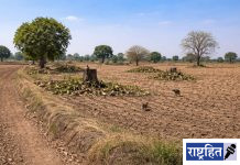 जिल्ह्यात एकही आमराई शिल्लक नाही ; धक्कादायक वास्तव : गावरान आंब्यांची गोडी हरवली