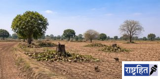 जिल्ह्यात एकही आमराई शिल्लक नाही ; धक्कादायक वास्तव : गावरान आंब्यांची गोडी हरवली