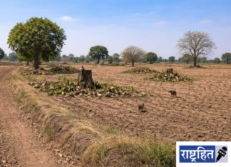 जिल्ह्यात एकही आमराई शिल्लक नाही ; धक्कादायक वास्तव : गावरान आंब्यांची गोडी हरवली