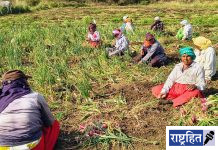 कांदा संकट तीव्र; बाजारात दर कोसळले, शेतकरी उद्ध्वस्त ! कांद्याला खर्चापेक्षा निम्मा दर; सरकारच्या धोरणांवर सवाल
