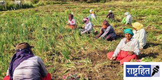 कांदा संकट तीव्र; बाजारात दर कोसळले, शेतकरी उद्ध्वस्त ! कांद्याला खर्चापेक्षा निम्मा दर; सरकारच्या धोरणांवर सवाल