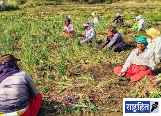 कांदा संकट तीव्र; बाजारात दर कोसळले, शेतकरी उद्ध्वस्त ! कांद्याला खर्चापेक्षा निम्मा दर; सरकारच्या धोरणांवर सवाल