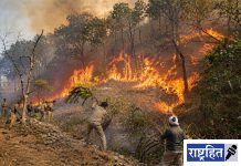 वणव्यांचा वाढता धोका ; मानवनिर्मित आगींनी वनसंपदेचे मोठे नुकसान