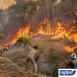 वणव्यांचा वाढता धोका ; मानवनिर्मित आगींनी वनसंपदेचे मोठे नुकसान