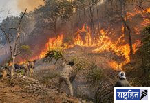 वणव्यांचा वाढता धोका ; मानवनिर्मित आगींनी वनसंपदेचे मोठे नुकसान