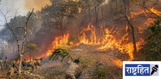 वणव्यांचा वाढता धोका ; मानवनिर्मित आगींनी वनसंपदेचे मोठे नुकसान