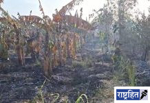 पवनारमध्ये सेंद्रिय केळी बाग जळून खाक ; प्रगतिशील शेतकऱ्याचे लाखोंचे नुकसान