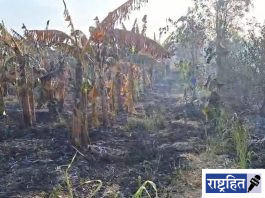पवनारमध्ये सेंद्रिय केळी बाग जळून खाक ; प्रगतिशील शेतकऱ्याचे लाखोंचे नुकसान