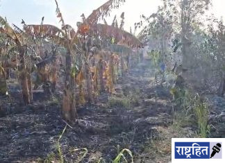 पवनारमध्ये सेंद्रिय केळी बाग जळून खाक ; प्रगतिशील शेतकऱ्याचे लाखोंचे नुकसान