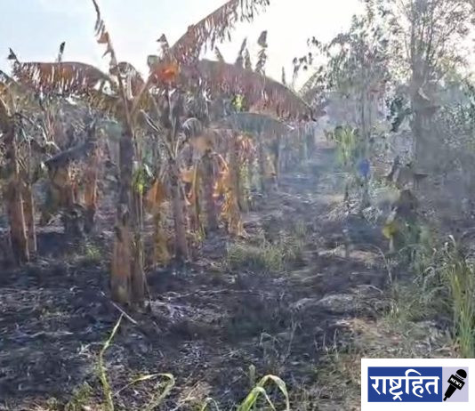 पवनारमध्ये सेंद्रिय केळी बाग जळून खाक ; प्रगतिशील शेतकऱ्याचे लाखोंचे नुकसान
