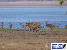 हरणांच्या कळपासमोरून रूबाबात चालला ‘जंगलाचा राजा’ ; बोर व्याघ्र प्रकल्पातील थरारक क्षण कॅमेरात कैद
