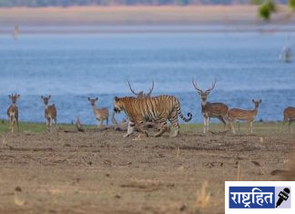 हरणांच्या कळपासमोरून रूबाबात चालला ‘जंगलाचा राजा’ ; बोर व्याघ्र प्रकल्पातील थरारक क्षण कॅमेरात कैद