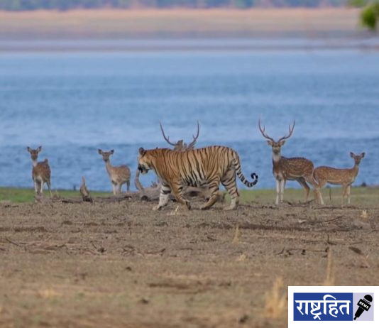 हरणांच्या कळपासमोरून रूबाबात चालला ‘जंगलाचा राजा’ ; बोर व्याघ्र प्रकल्पातील थरारक क्षण कॅमेरात कैद