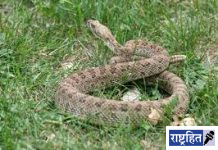 उन्हाचा पारा चढताच साप-विंचूंचा धोका वाढला ; उष्णतेमुळे बिळाबाहेर साप ! गावकऱ्यांनी घ्यावी काळजी